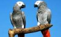 Decipher the secret that makes parrots talk