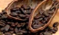 Decode 99% of the genome sequence of cocoa trees