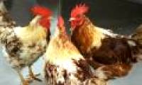 Decode the bisexual chicken phenomenon