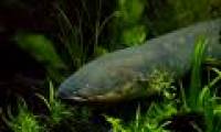 Decode the discharge mechanism to kill the prey of Amazon aquatic monsters