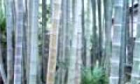 Decode the genome bamboo Moso