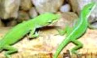 Decode the phenomenon of tail-growing lizards