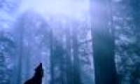 Decode the screeching sound of wolves
