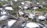 Decode the strange effect behind the 300 dead reindeer events in Norway