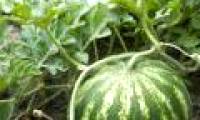 Decoded the watermelon genome