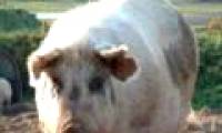 Decoding genes for breeding pigs for medicine and livestock
