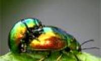 Decoding homosexual behavior in insects