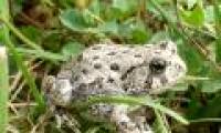 Decoding love song for frogs