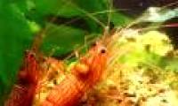 Decoding shrimp phenomenon