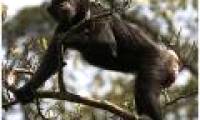 Decoding the cry of chimpanzees when