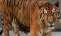 Decoding the gene of the big cat family line