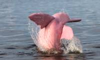 Decoding the mystery of the pink dolphin