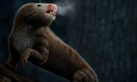 Decoding the mystery: Since when did our ancestors become warm-blooded animals?