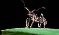 Decoding the reason why bullet ants have the 'most painful sting in the world'