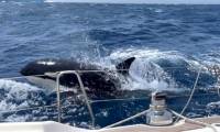 Decoding the reasons why killer whales attack ships