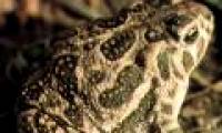 Decoding the sixth senses of animals