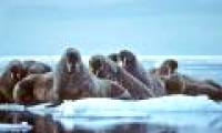 Decreasing the number of polar bears and walruses