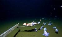 Deepest fish species discovered, equivalent to being crushed by 1,600 elephants