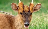 Deer species possess scary faces like alien monsters