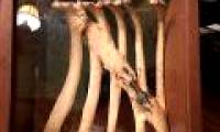 Deer survive for years with arrows across the ribs