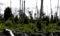 Deforested area in Mexico increased rapidly in 10 years