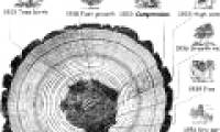 Dendrochronology - New science subject