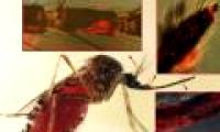 Dengue virus makes the blood thirstier