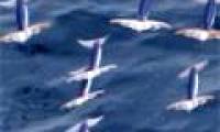 Department of Pacific flying market