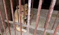 Depression in animals - A sad disease in animals caused by humans