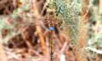 'Desert' dragonfly in England