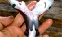 Detect additional fetal 2-headed shark weird
