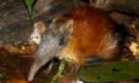 Detect rats like elephants