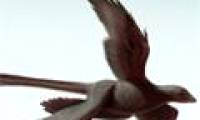 Detected fossil dinosaur four wings