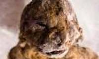 Detected the double lion's body 12,000 years intact