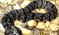 Detected two-headed rattlesnakes in the US