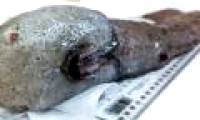 Detecting a monstrous non-surface creature in the deep sea