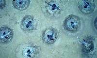 Detecting a population of 60 million ice fish nests on the bottom of the Antarctic sea