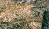 Detecting a series of golden rays gleaming like human hair but no one dared to touch it for the following reason