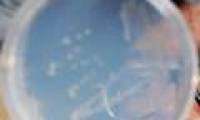 Detecting a significant amount of microorganisms in the troposphere