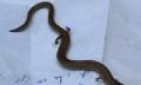 Detecting a strange 4-legged snake in Khanh Hoa