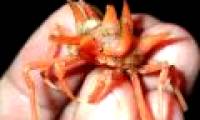 Detecting alien creatures under the seabed of Indonesia