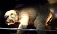 Detecting ancient bear fossils in Australia