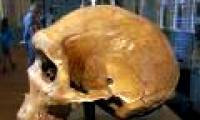 Detecting bullet holes on millions of years old prehistoric skulls