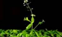 Detecting cell groups functions as the brain of the seed