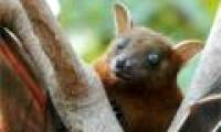 Detecting cells helps bats navigate in space