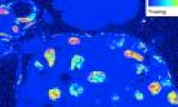 Detecting cells with age equal to the age of the body