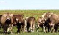 Detecting clues to prevent tuberculosis in cattle