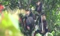Detecting dozens of white and black-cheeked gibbon flocks in Quang Binh