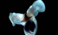 Detecting exotic snails swimming like butterflies in the ocean