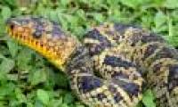 Detecting extremely rare rare snake species after decades of absence